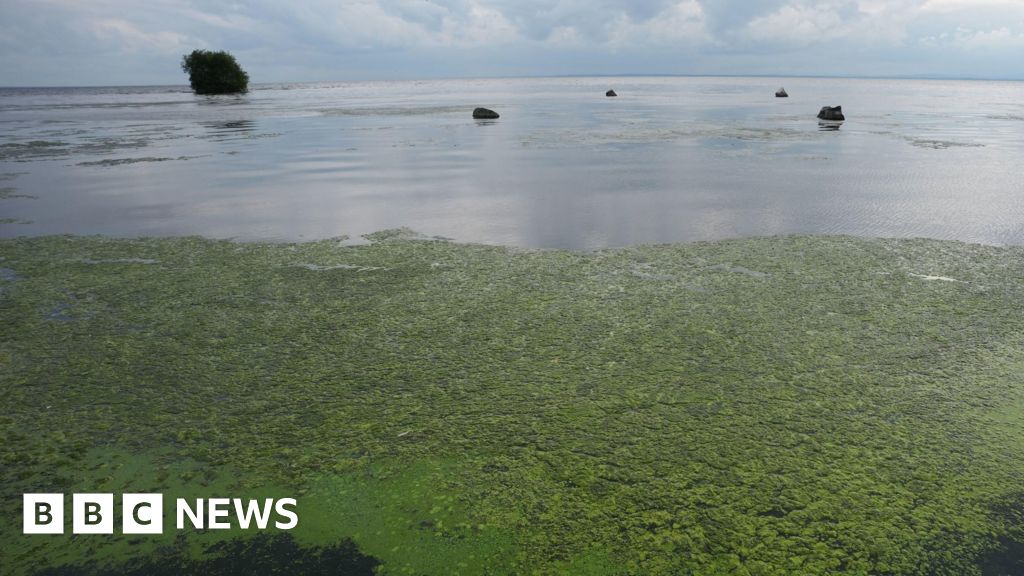 Les algues bleu-vert se trouvent sur la côte nord