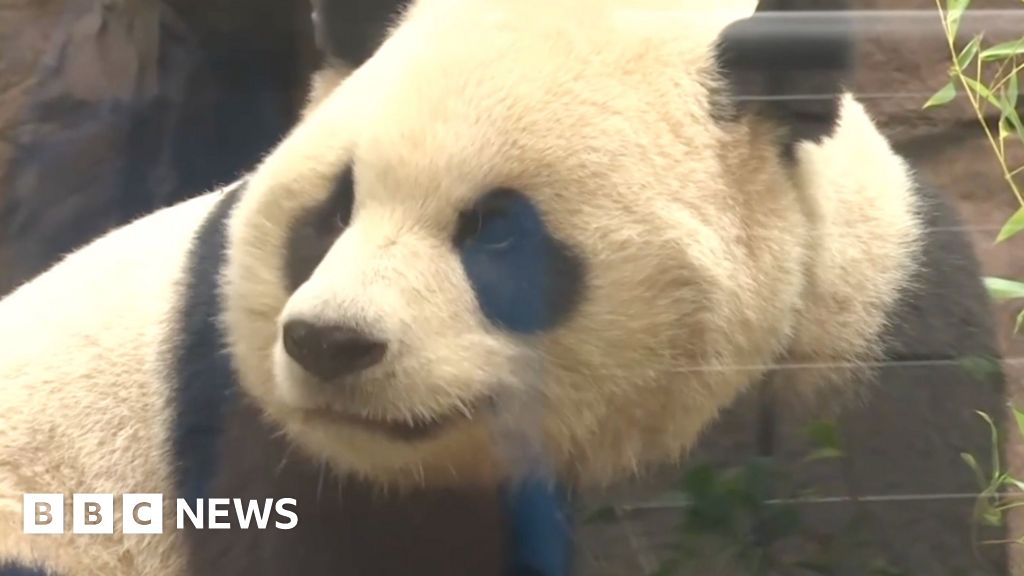 San Diego debuts first giant pandas from China in decades