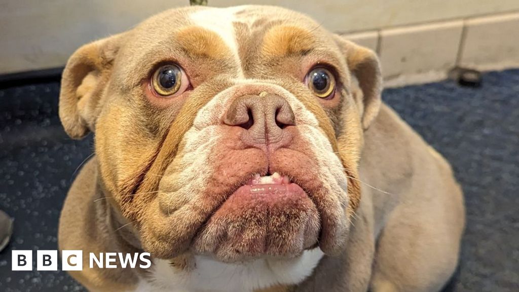 Wirral man seen kicking dog banned from keeping animals BBC News