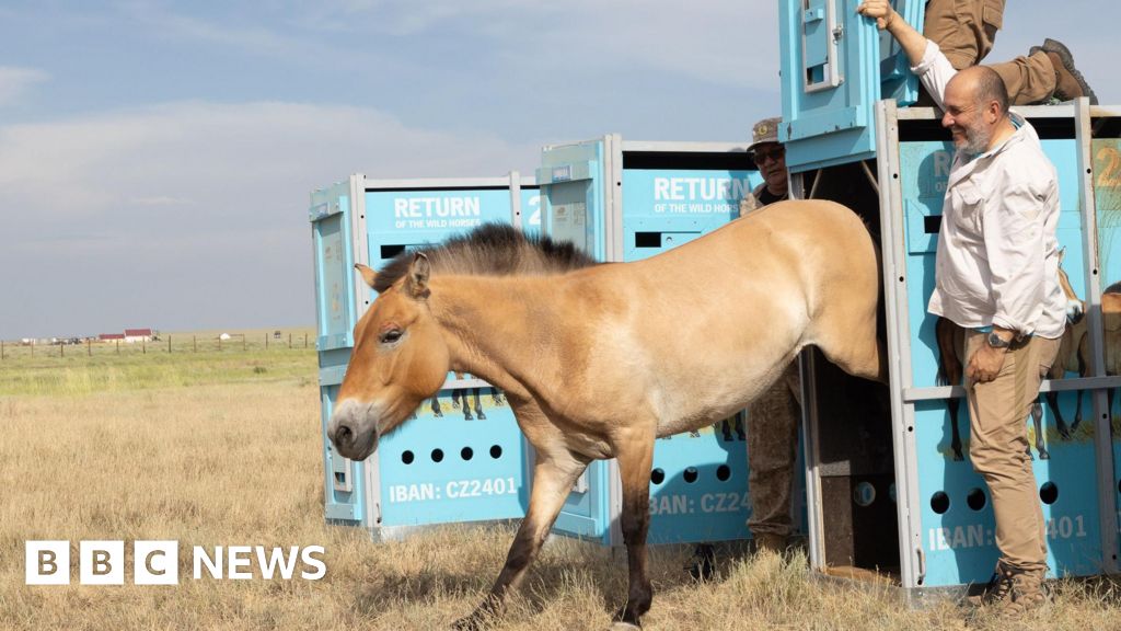 Дивите коне се завръщат в казахската равнина след векове