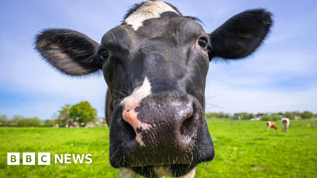 bbc.co.uk - Mad cow disease case confirmed at farm in Dumfries and Galloway