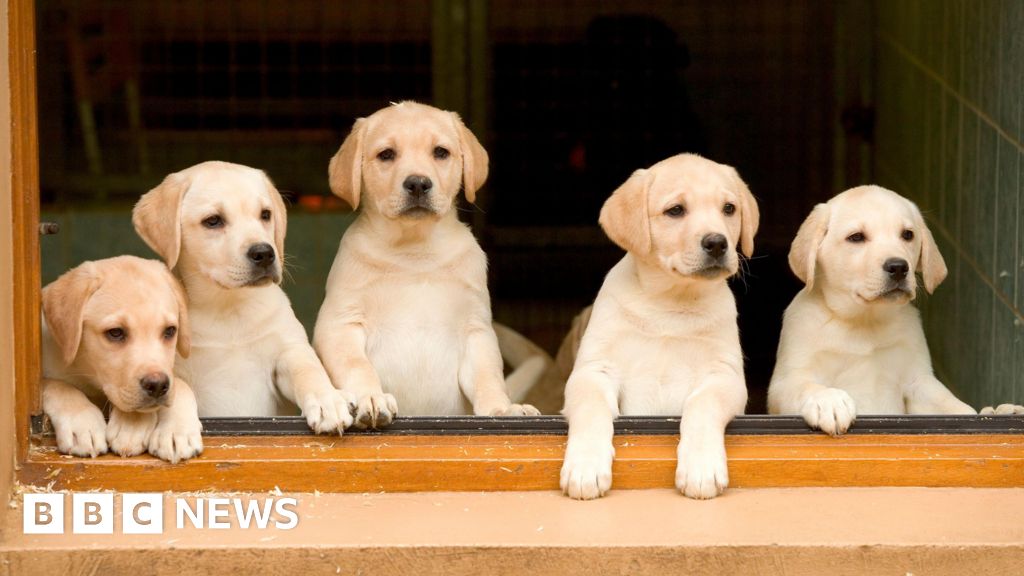New study to explore facial expressions of dogs