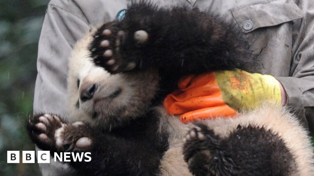 Pandas Help Mark Lunar New Year In China Bbc News