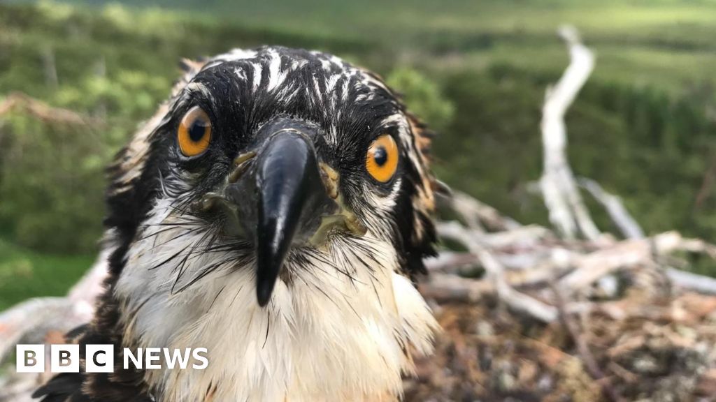 Osprey chicks relocated to Spain over food concerns