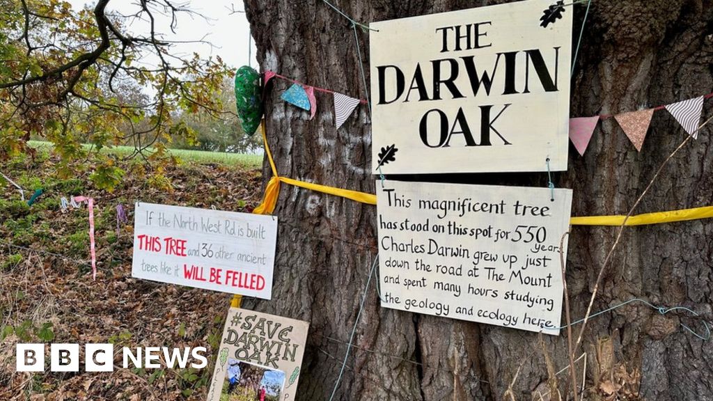 North West Relief Road Artist paints 'Darwin Oak' in bid to save it