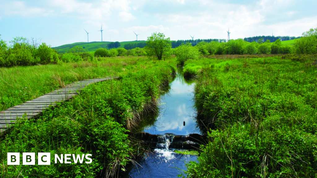 Platform — peatland in Derrindiff