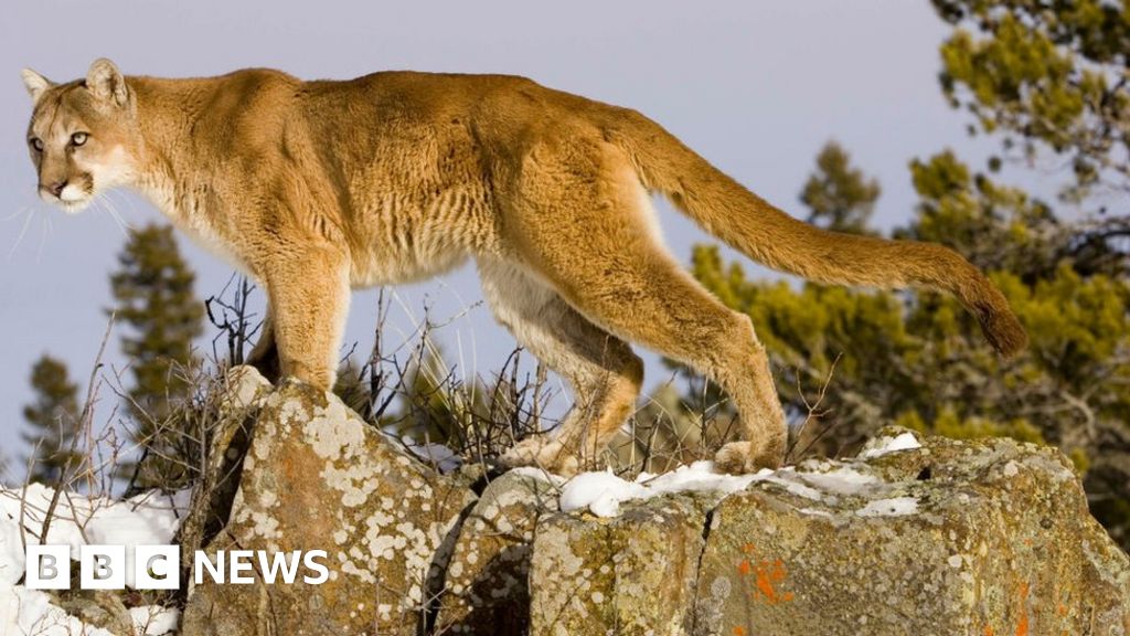 cougar puma or mountain lion