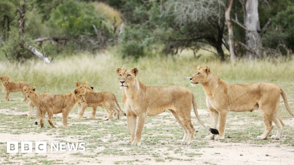 Kruger National Park: 14 lions on the loose in South Africa - BBC News