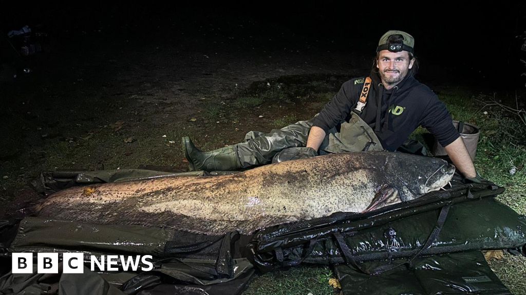 'Largest recorded UK catfish' caught in Essex lake