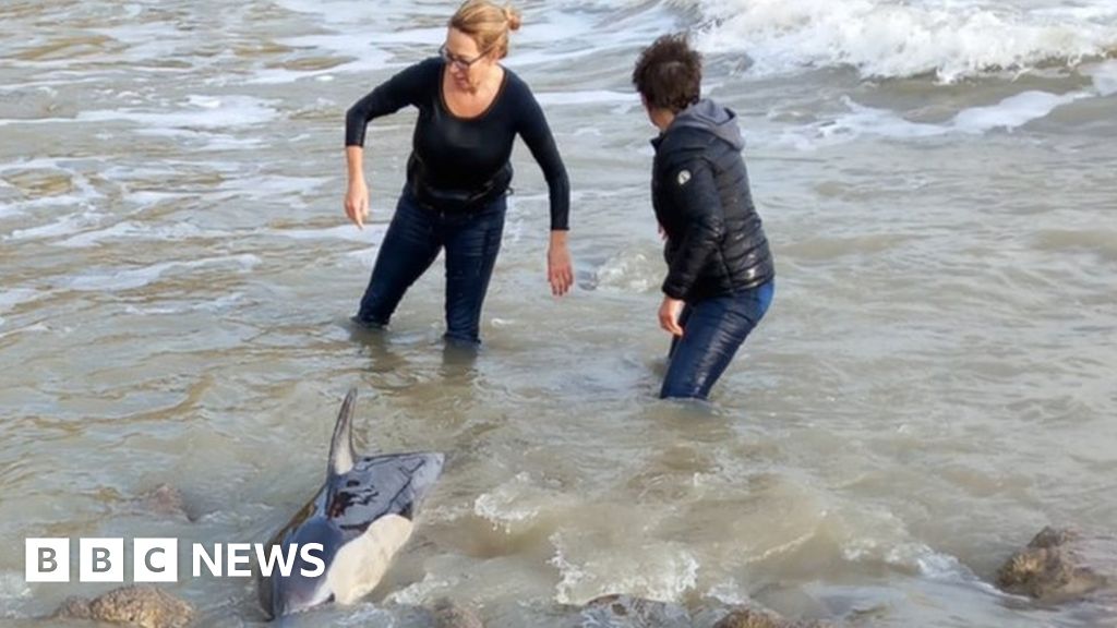 Sussex coastal walkers rescue trapped dolphin