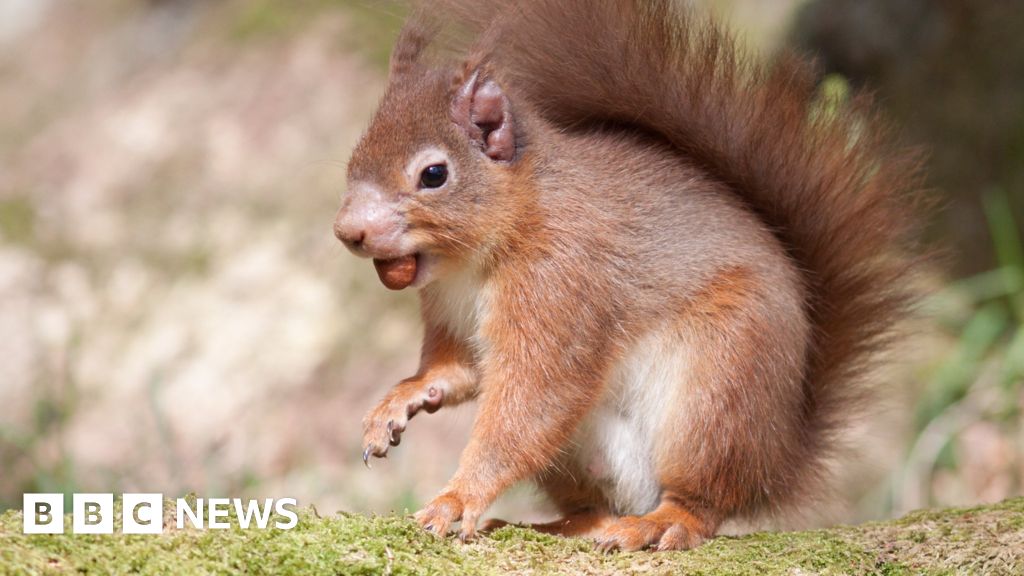 Uk Red Squirrels Carry A Form Of Leprosy Scientists Bbc News 