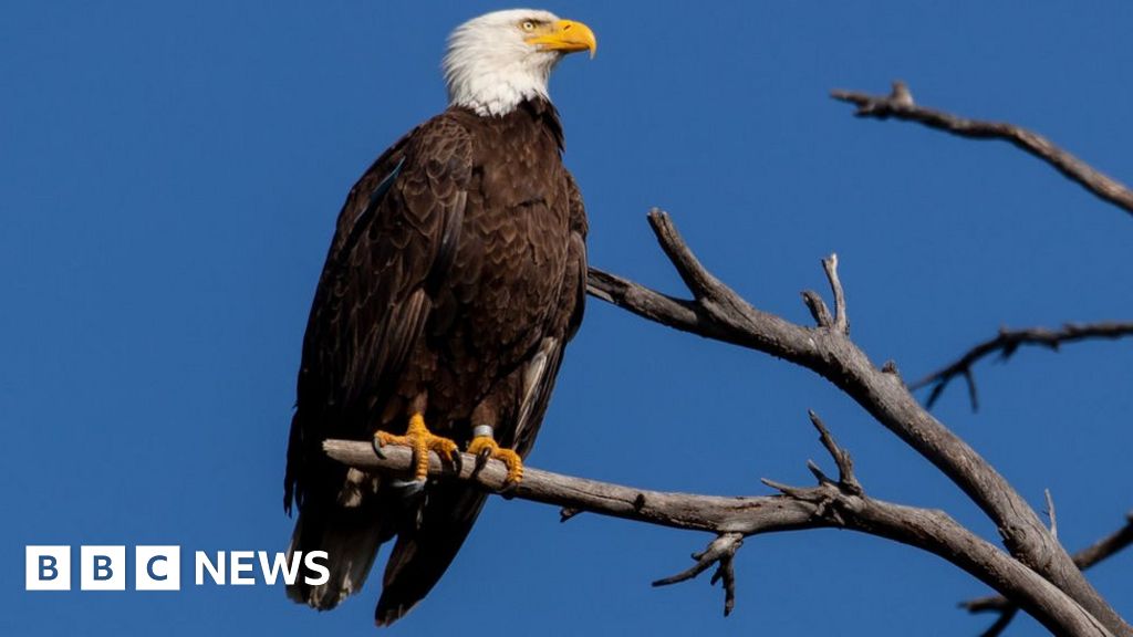 US man pleads guilty to 'killing spree' of eagles - BBC News