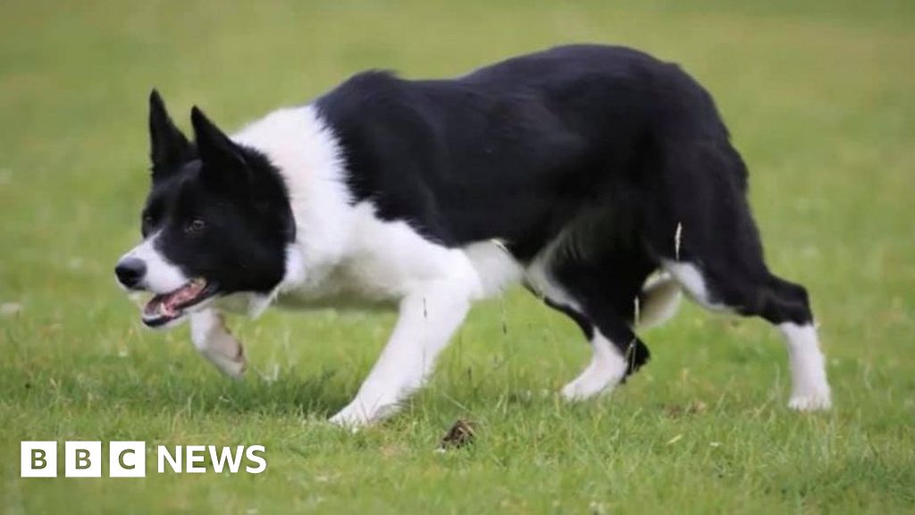 french sheepdog for sale