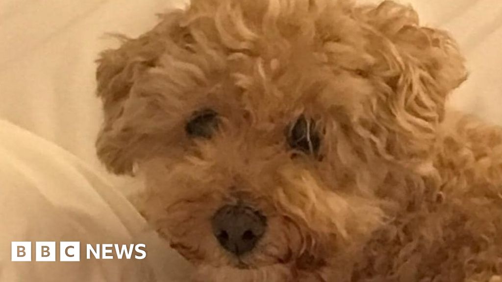 ManxSPCA tells pet owners not to 'panic' over bird attack on dog