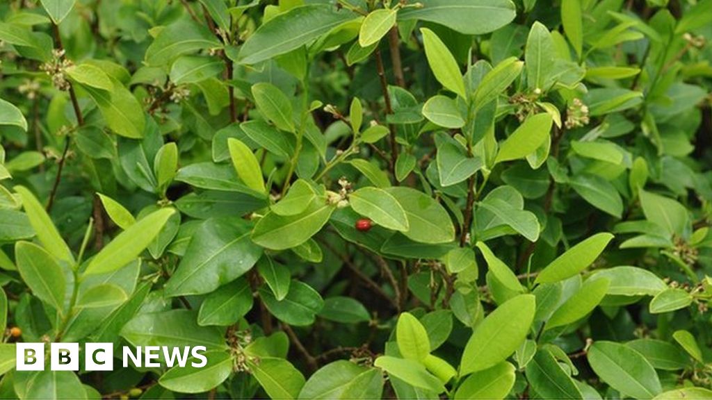 How To Make Cocaine Drug From The Coca Leaf