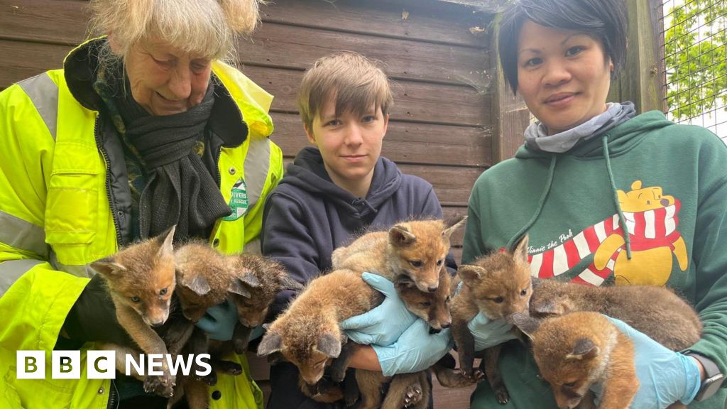 Essex wildlife rescue centre takes in 10 fox cubs from Suffolk