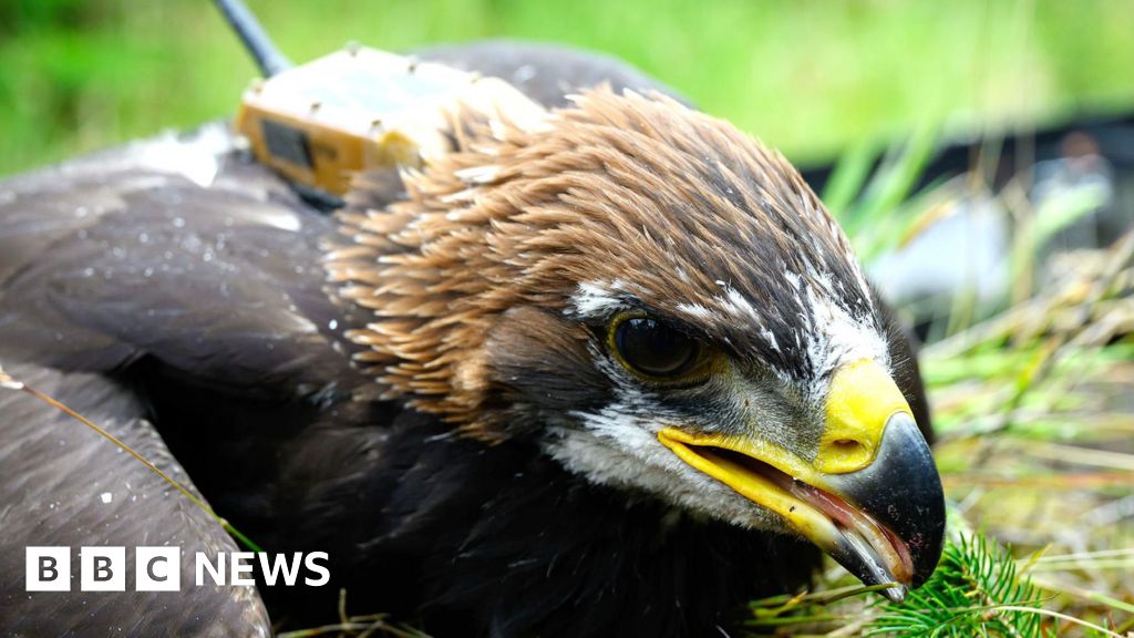 South Scotland Golden Eagle Project Achieves First Successful Fledging