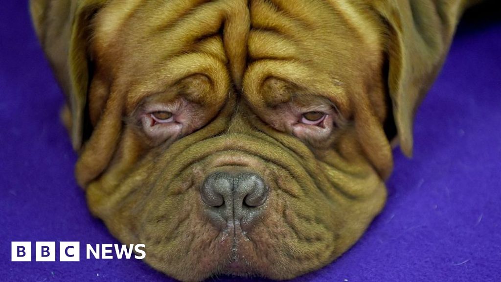 Dog With Seizures Costs 30 000 As Pet Claims Hit Record Bbc News