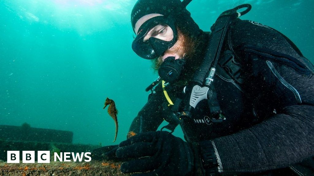 Watch: Hundreds of baby seahorses released in Sydney Harbour