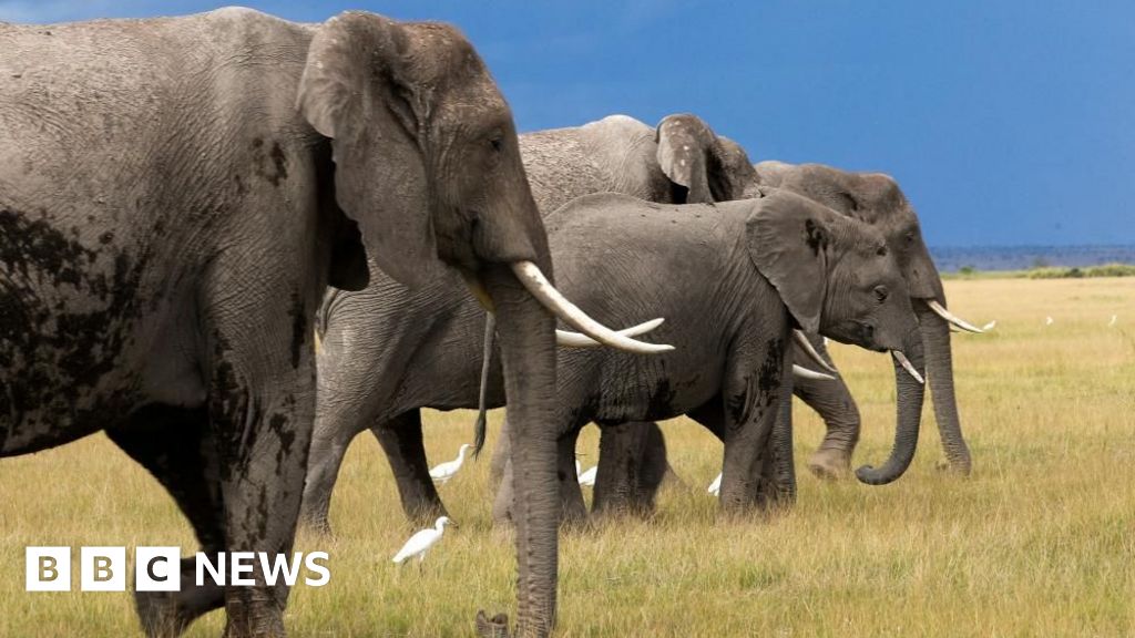 Un touriste américain tué dans une attaque d’éléphant en Zambie