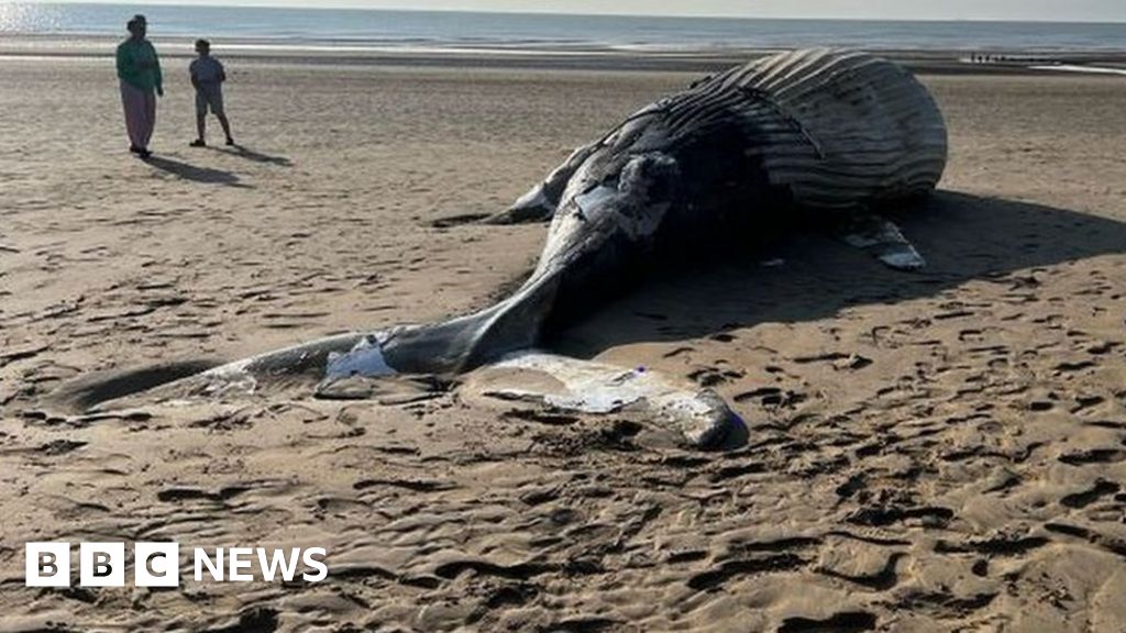 Littlestone Dead humpback whale hoisted from St Mary's Bay beach BBC