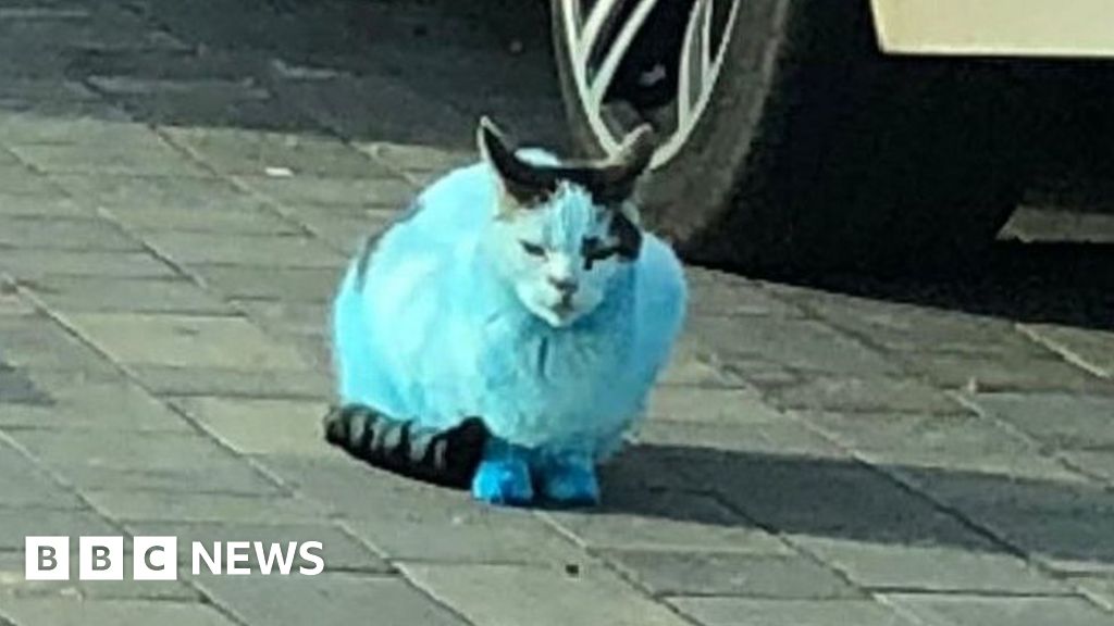 Cat dressed as smurf