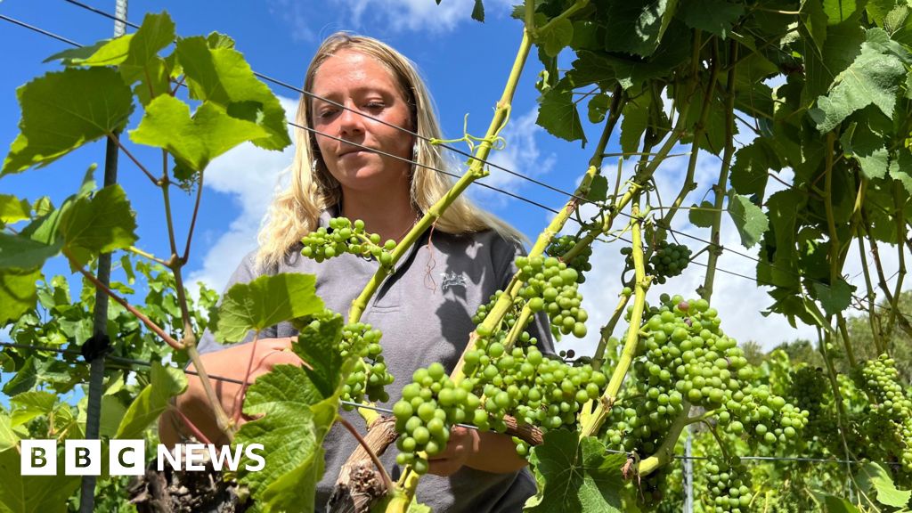 bbc.co.uk - Dave Harvey - English winemakers prosper but veg farms wilt in the drought