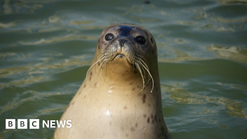 Disease may wipe seals from coastline, says charity