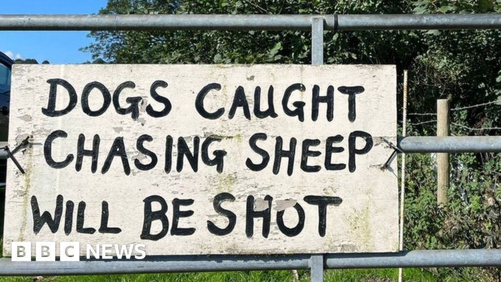 Welsh farmers’ despair at horrific dog attacks on sheep