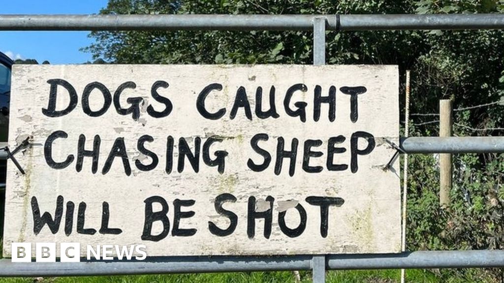 Welsh farmers' despair at horrific dog attacks on sheep