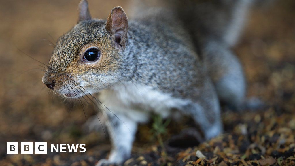 gray squirrel breeding