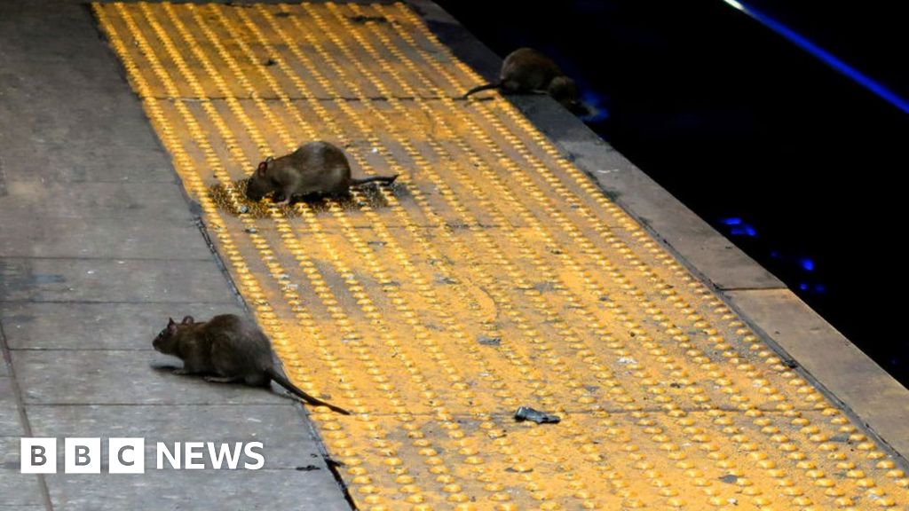 ‘Rats will hate this job posting’ – New York City seeks rat tsar