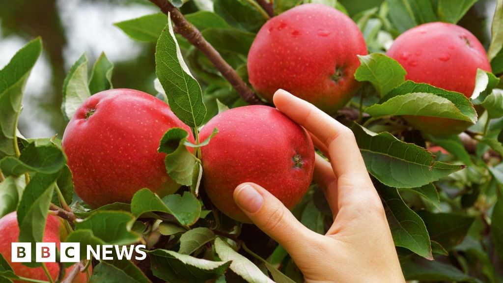 Obstproduzenten greifen auf Netze zurück, um bessere Ernten zu erzielen