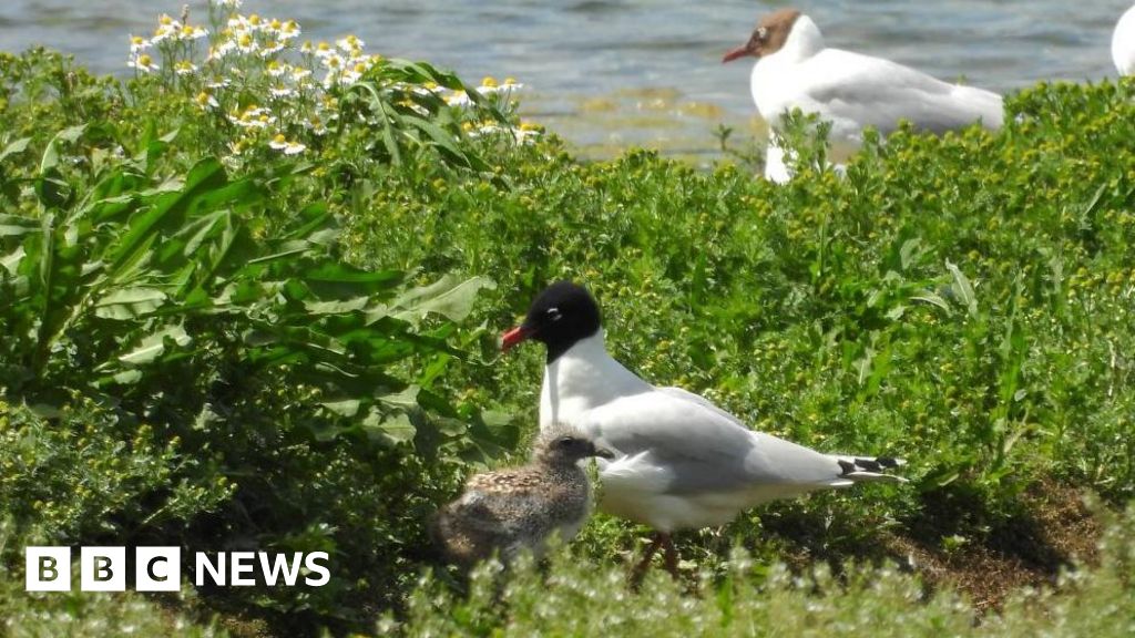 Whisby Nature Park welcomes chick for first time in its history - BBC News