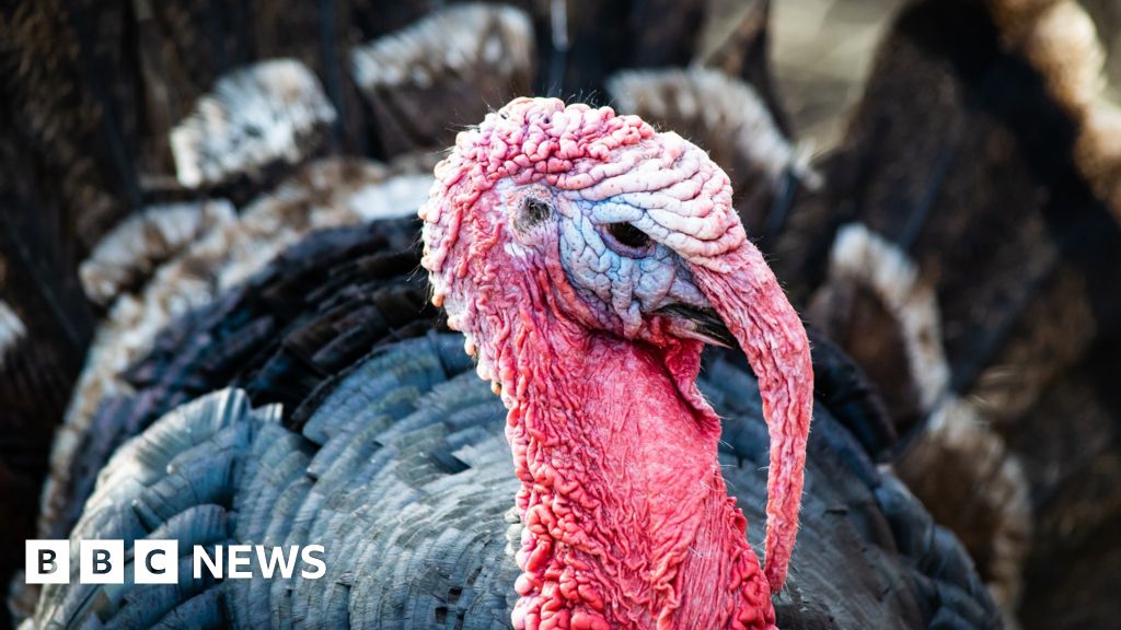 No turkey shortage, says British Poultry Council