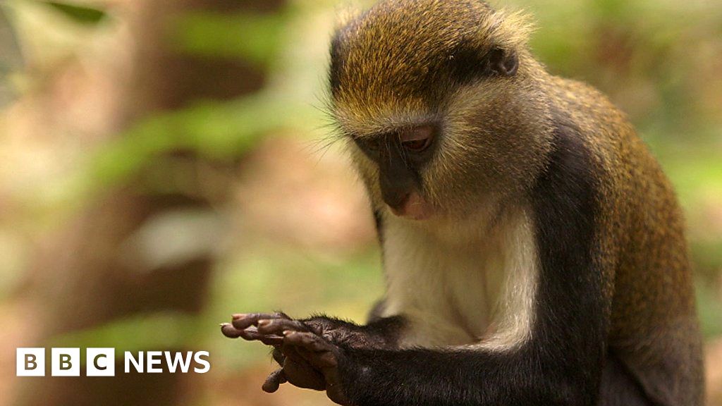 The Villages That Have Become A Sanctuary For Monkeys - Bbc News