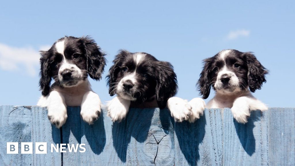 Households 'buy  million pets in lockdown' - BBC News