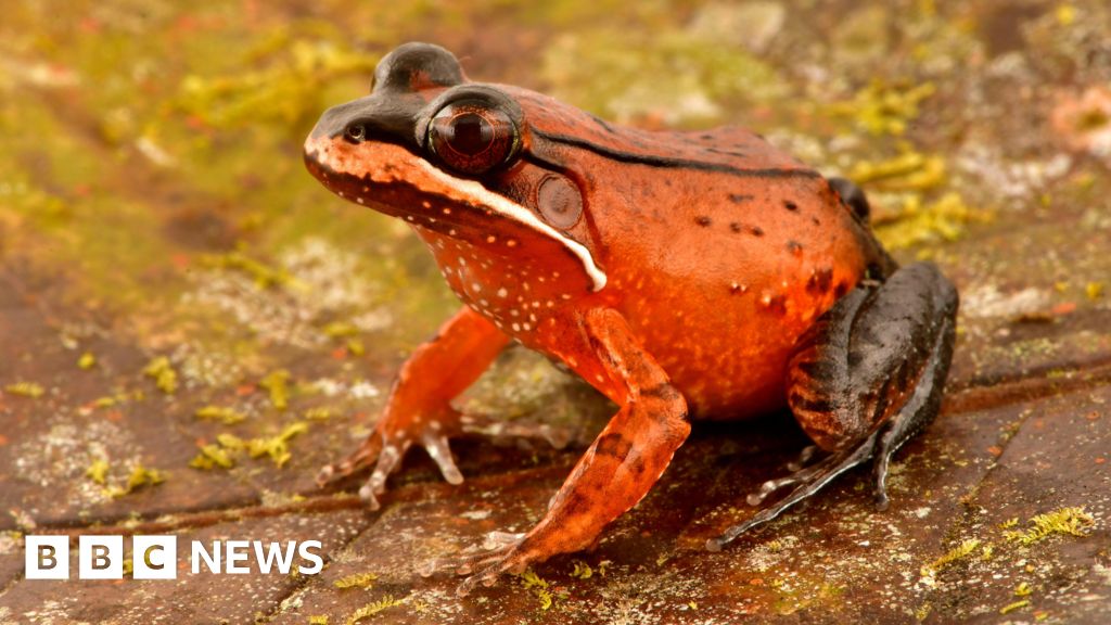 Amphibious mouse among 27 new species discovered in Peru