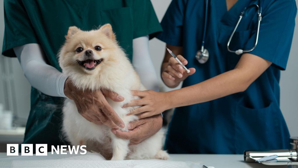 Vets may have to publish prices of common pet treatments