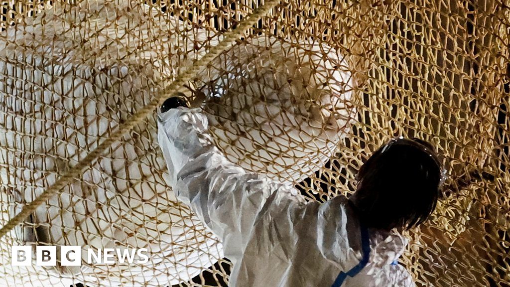Whale dies during rescue mission in France