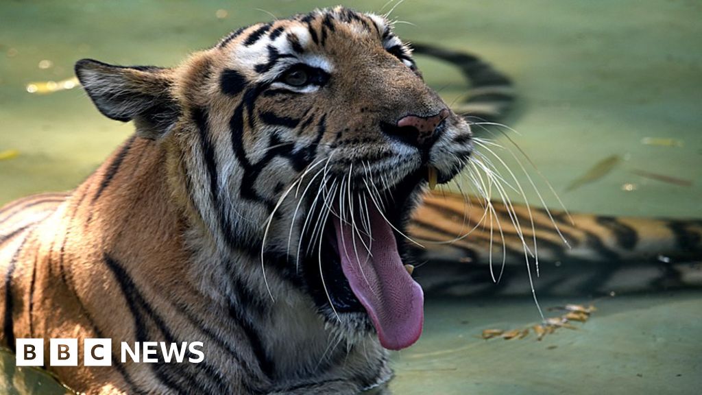 Can Calvin Klein scent catch a 'killer' tiger?