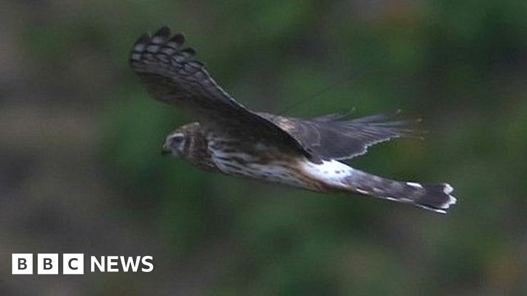 Hen harrier feared to have been deliberately killed - BBC News