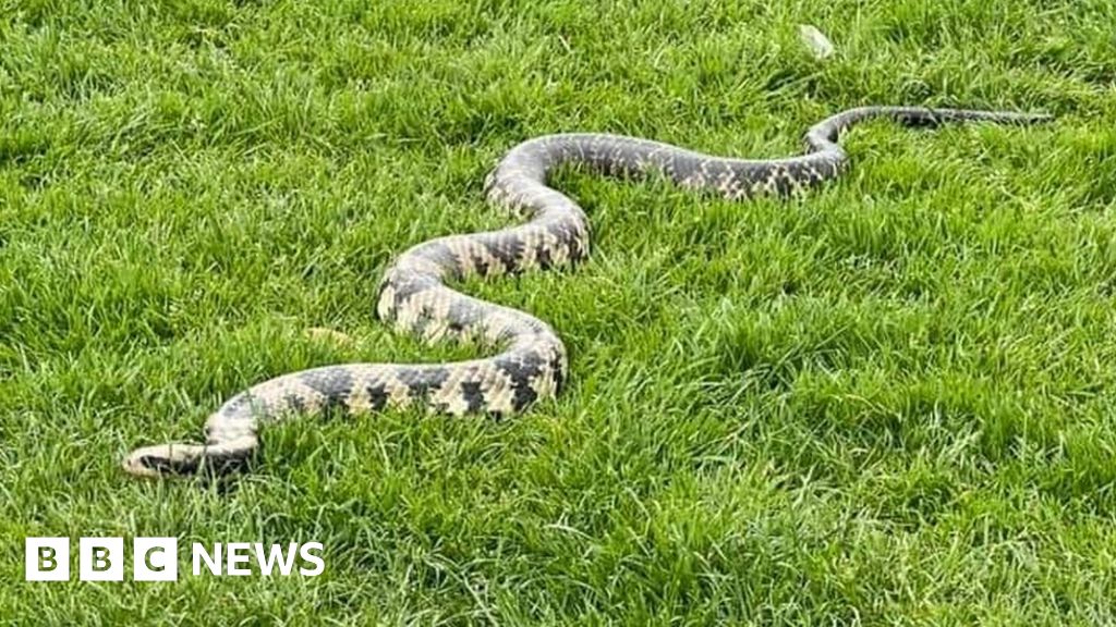 Is it OK to let your snakes sunbathe in the park?