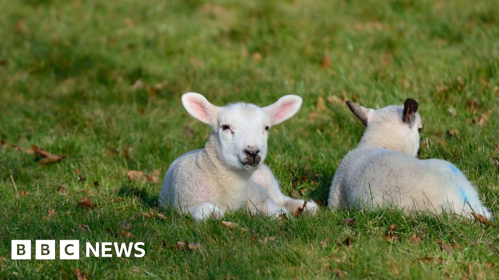 Woman attacked while lambing on farm in Jedburgh - BBC News