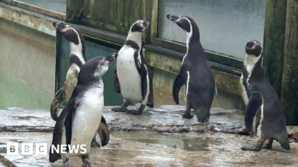 Wildlife park welcomes three new Humboldt penguins