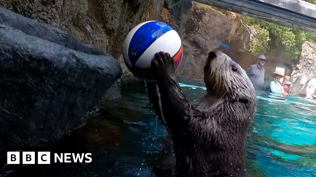 Watch: Otter plays basketball to help with arthritis