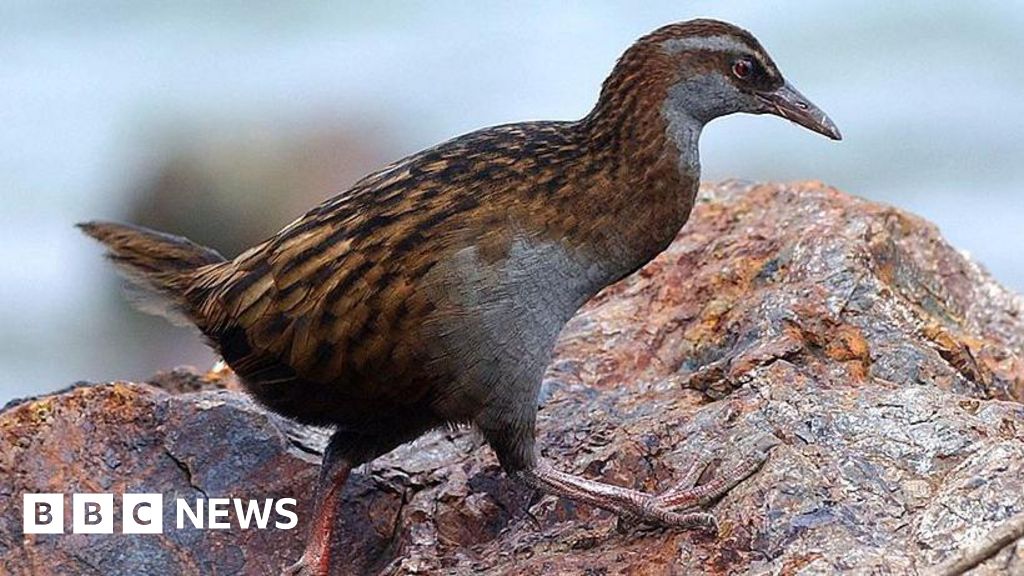 Ein Teilnehmer einer Fernsehsendung tötet und frisst einen geschützten Vogel in Neuseeland