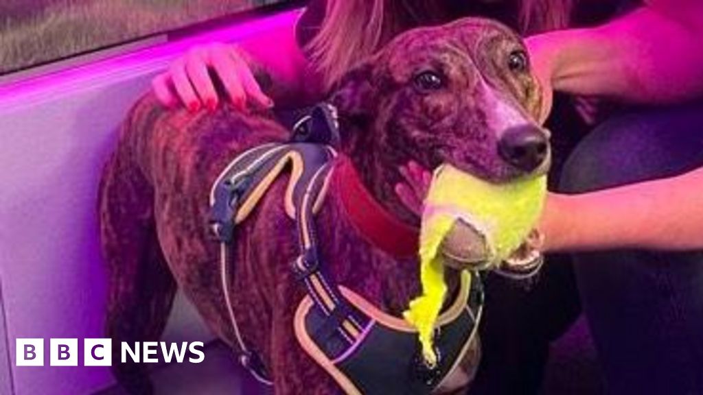 Emaciated lurcher rescue puppy Charlie ready to lead a new life