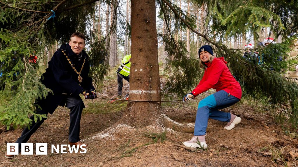 Trafalgar Square Christmas tree is felled in Norway