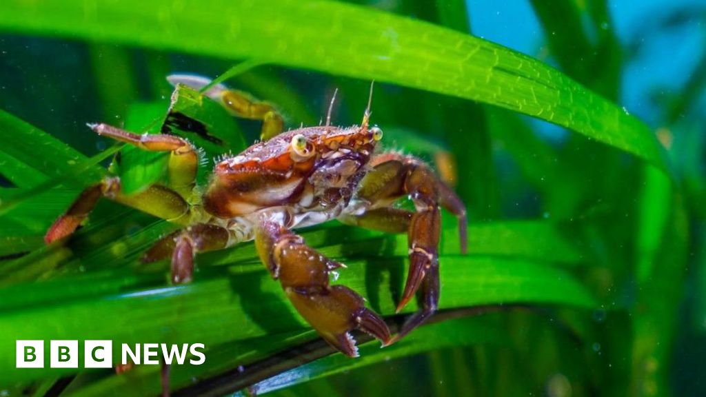 Sewage having 'alarming' impact on underwater forests along UK coast